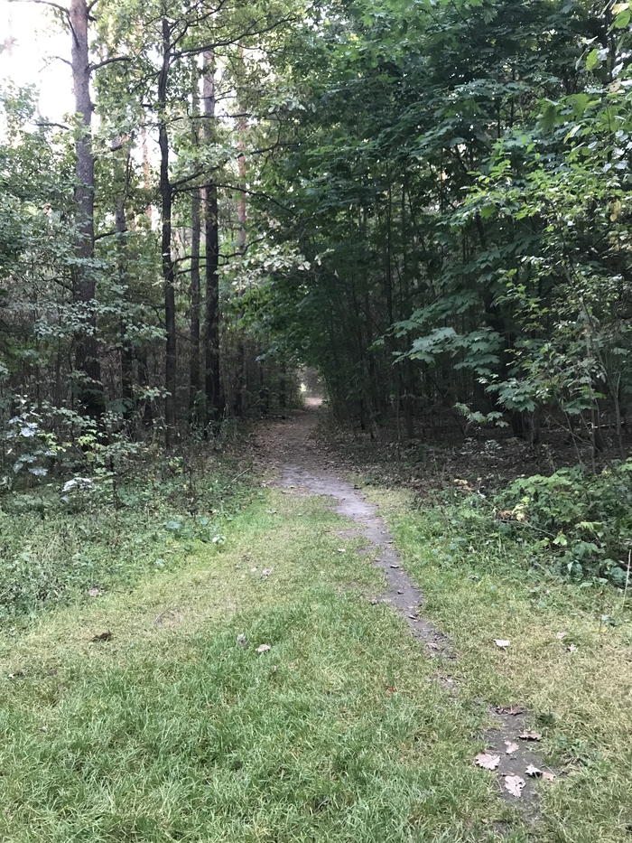 Осенний русский лес | Пикабу