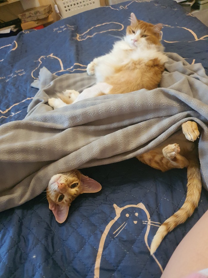 Просто коты