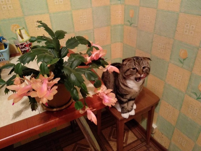 Вкусный цветок