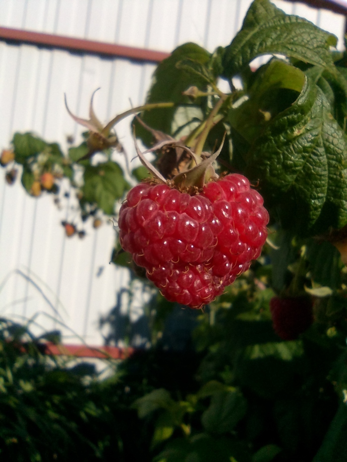 Малина в форме сердца