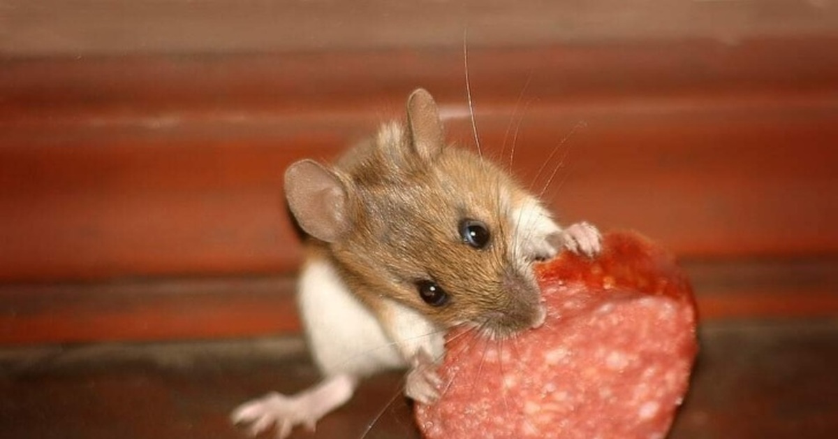 Едят ли мышей. Мышка сосиска крыска Ириска. Крыска Ириска. Хомяк с едой. Мышь с сыром.
