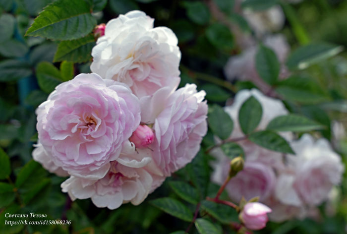 ������� ��������