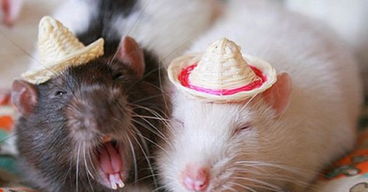 Картинки крысы смешные. Крыса в шляпе. Крыски в шляпках. Крысы в шляпках. Смешные крысы.