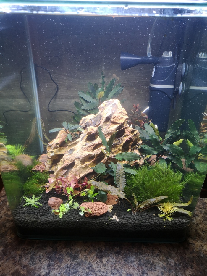 Мой аквариум на 30 литров Акварум, Аквариумные растения, Хобби, Длиннопост