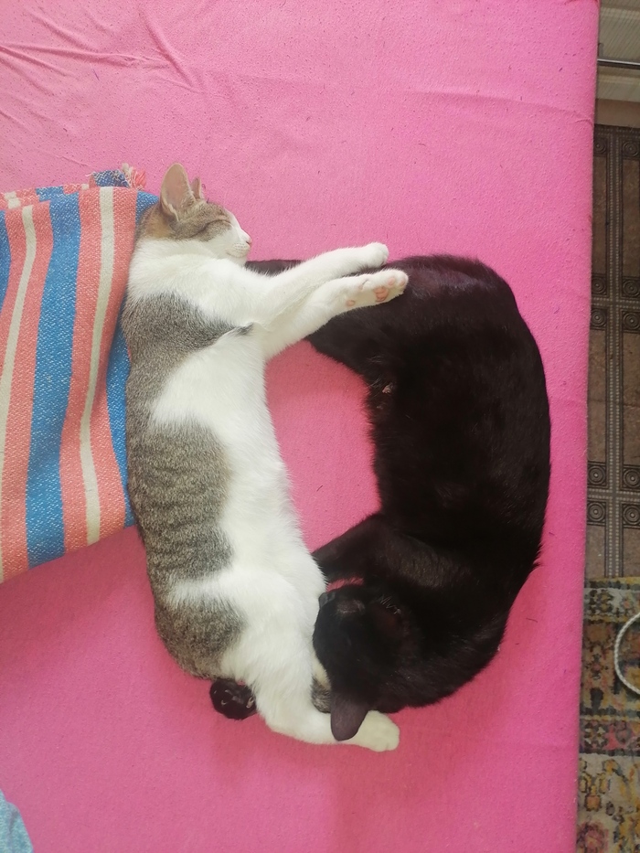 Кошачий круговорот