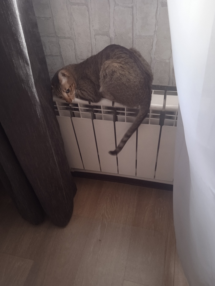 ����� ����� �����