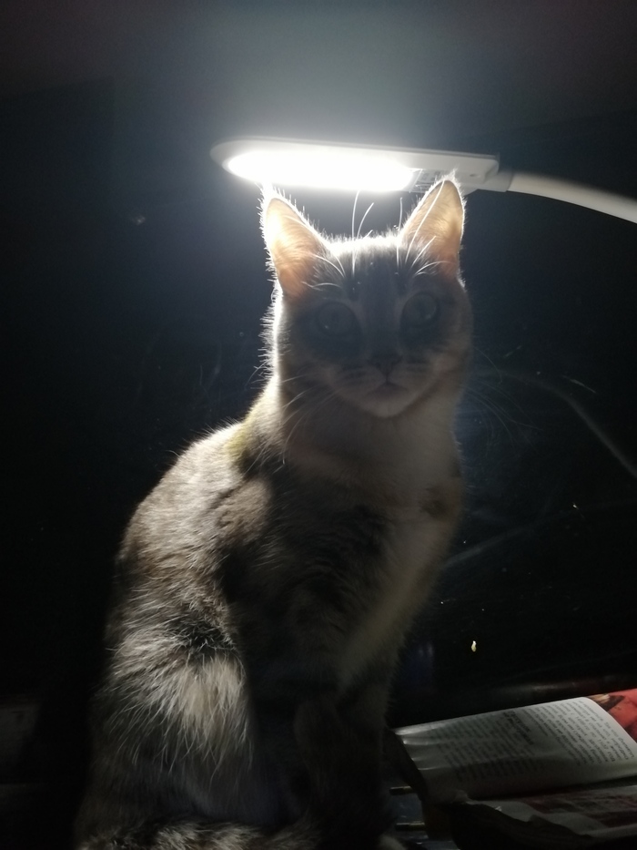 ���������, ����������