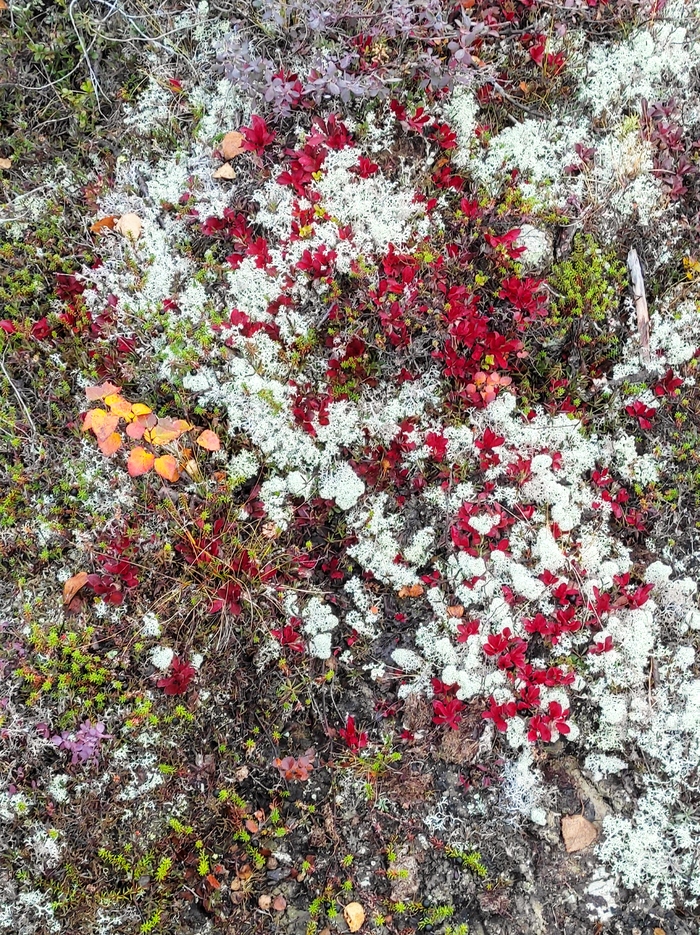 Цвета осени ЯНАО