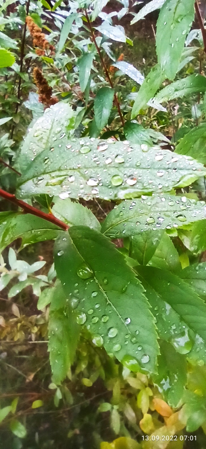 ����� ����