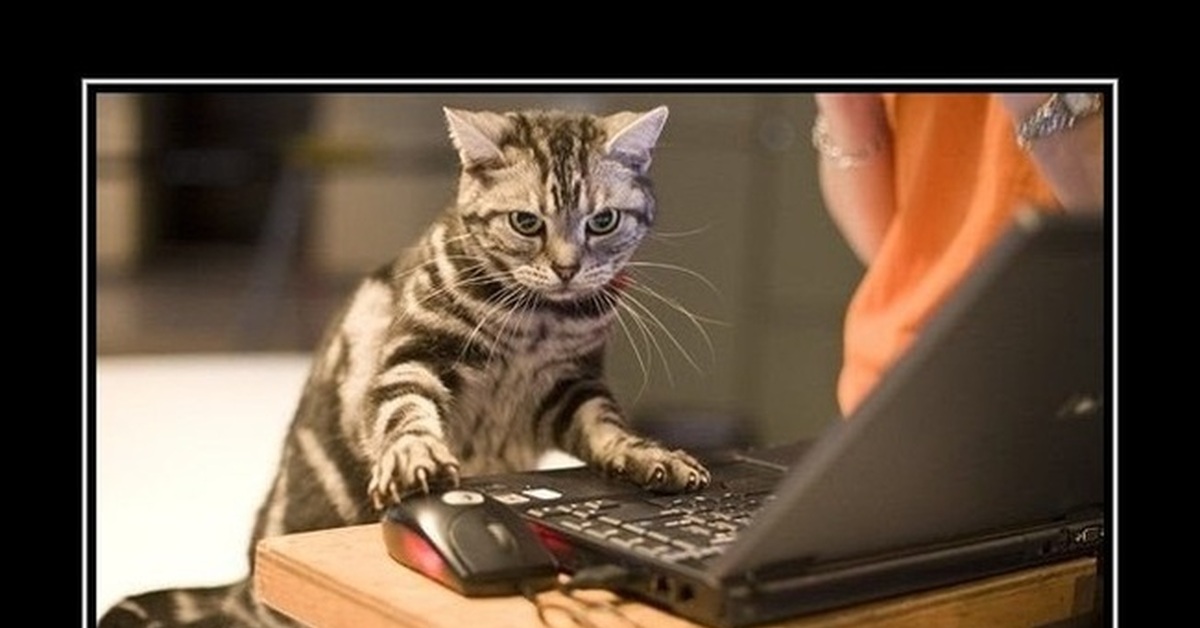 Котик за компом