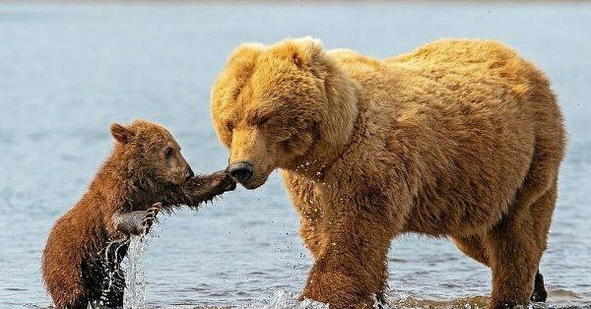 Популяция бурых медведей. Медведь в дикой природе. Семейство Медвежьи. Медвежья семья.