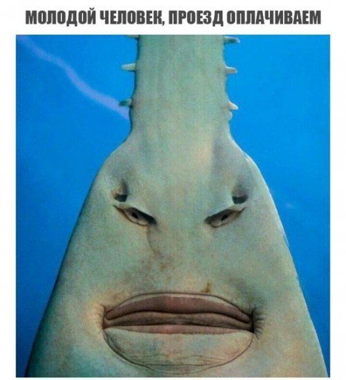 ������ ����������