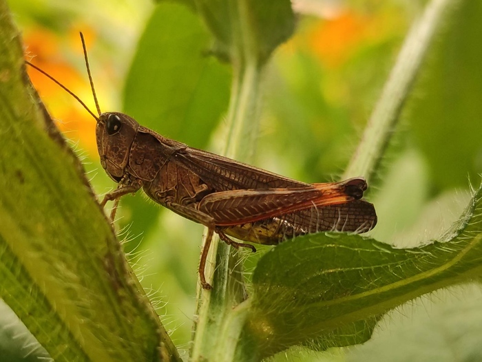 Просто кузнечик | Пикабу