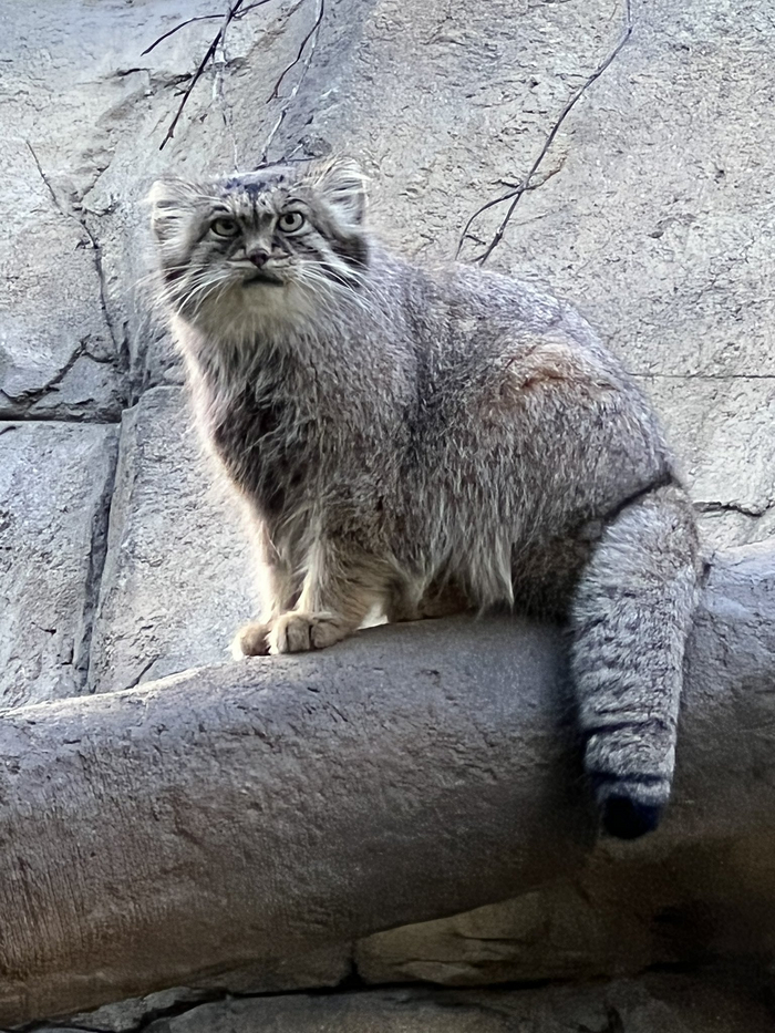   :3 ,  ,  