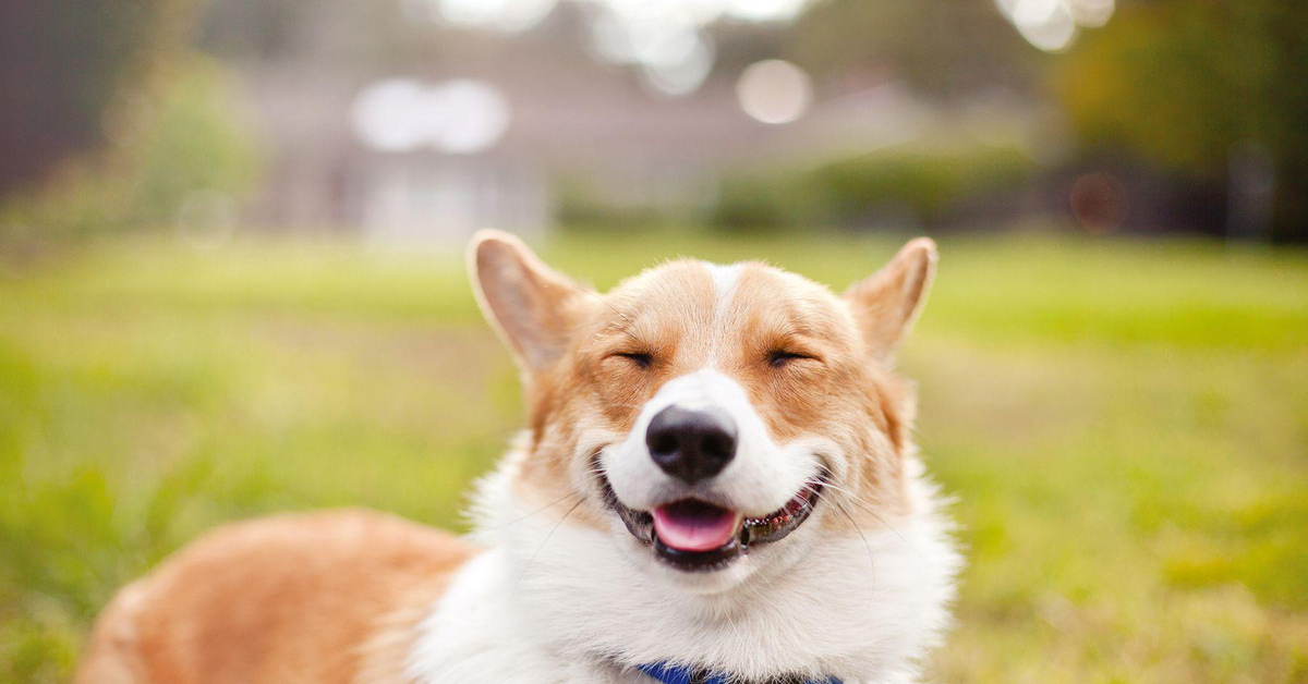 Dog smiling playtime. Вельш-корги. Корги пемброк. Вельш корги пемброк улыбается. Вельш корги улыбка.