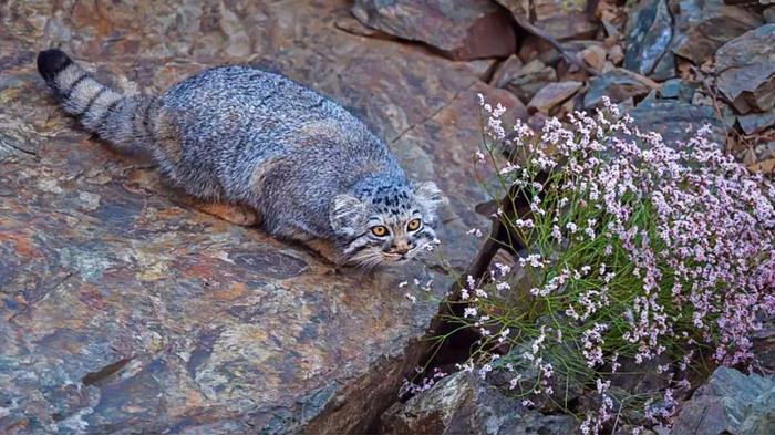 ������� ��������