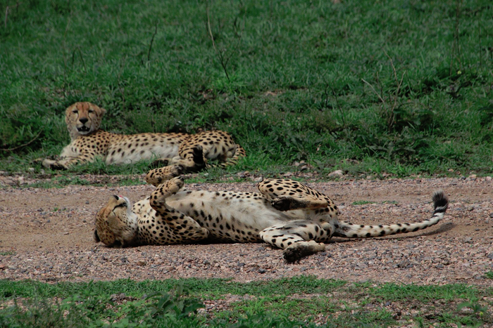 ����, ��� � � ������ - ����