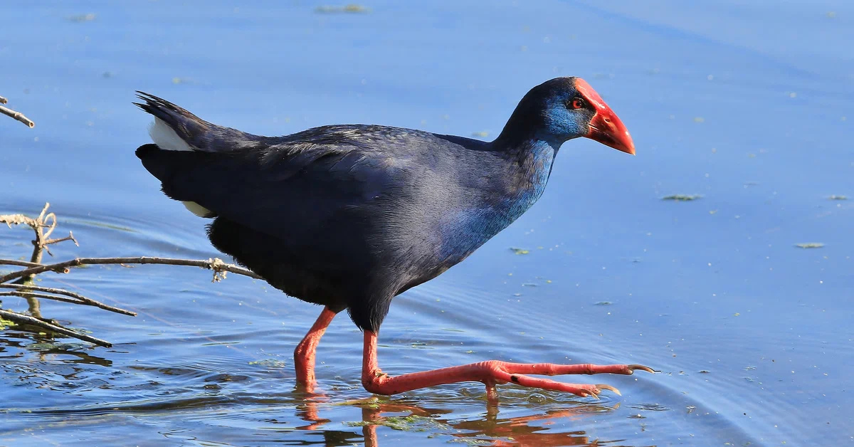 султанка porphyrio porphyrio. султанка. султанка. обыкновенная султанка где обитает. султанка (porphyrio poliocephalus).