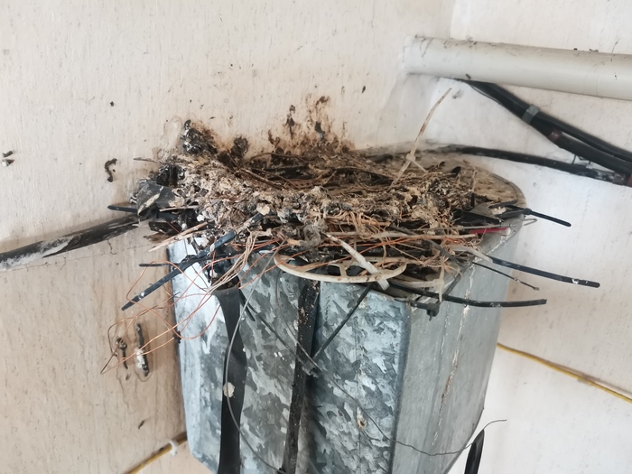 Техногенное голубиное гнездо | Пикабу