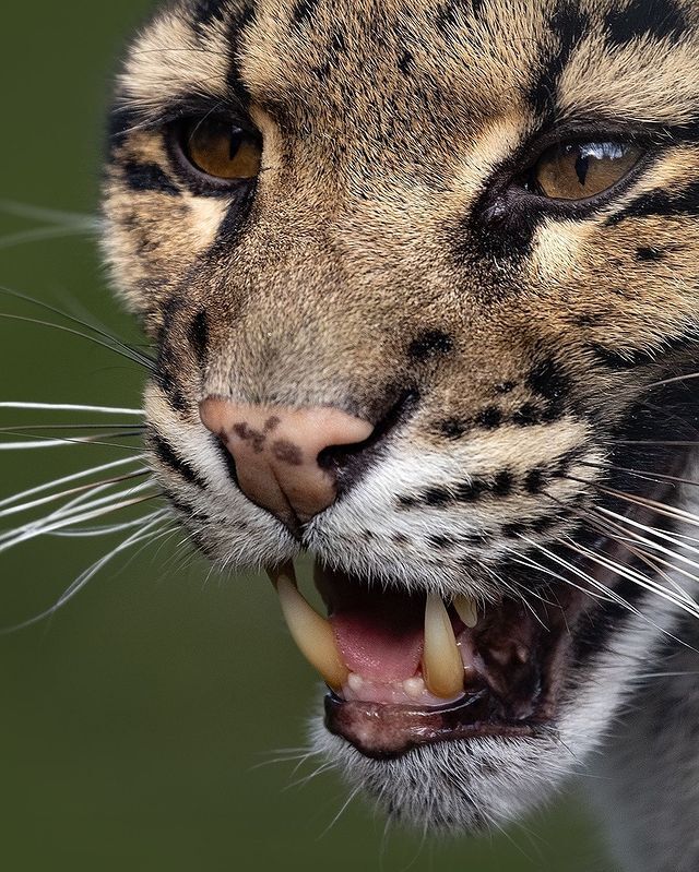 Дымчатый леопард Дымчатый леопард, Редкий вид, Большие кошки, Семейство кошачьих, Хищные животные, Млекопитающие, Животные, Дикие животные, Зоопарк, Фотография