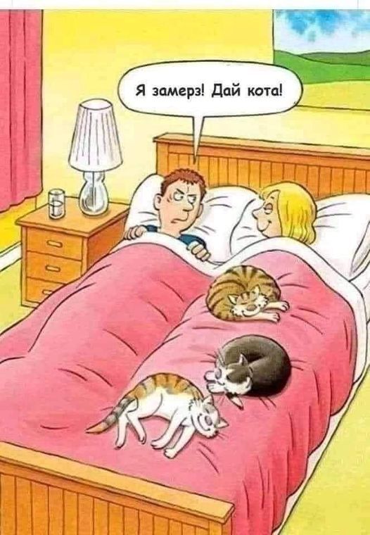 Дай кота!!! | Пикабу
