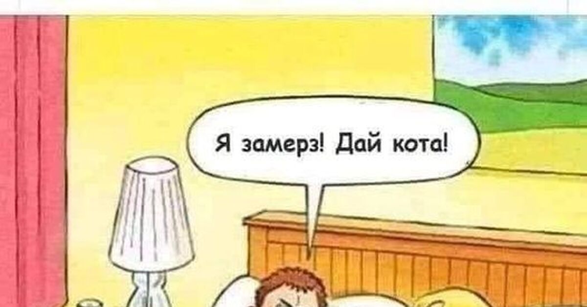 Дай кота!!! | Пикабу