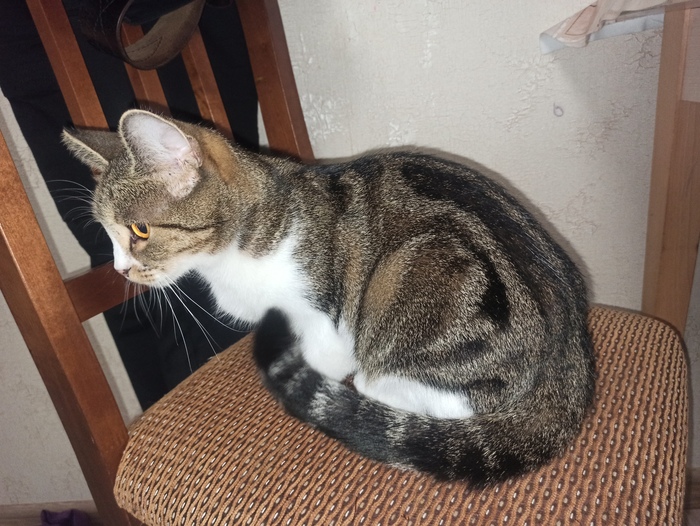 Продолжение поста «Котенок ищет дом. Ростов-на-Дону, Александровка»