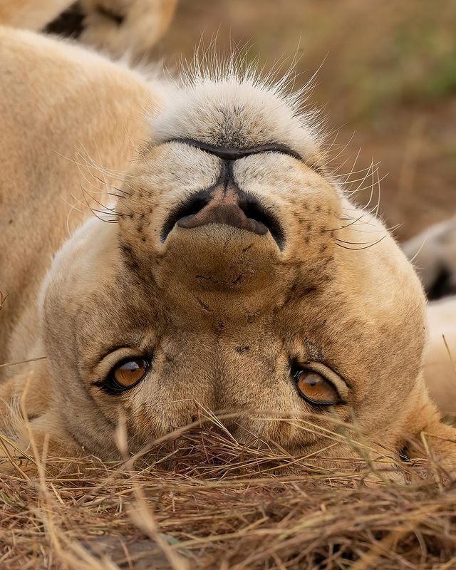 Вверх ногами