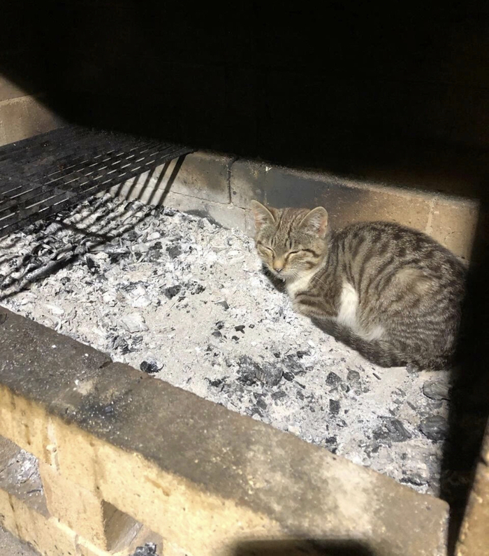 �������� ��������� ���