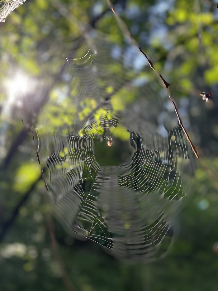 Утренний лес