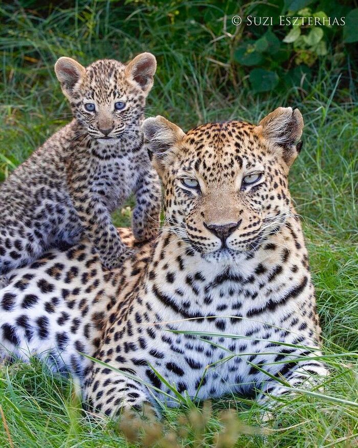 Горные кошки