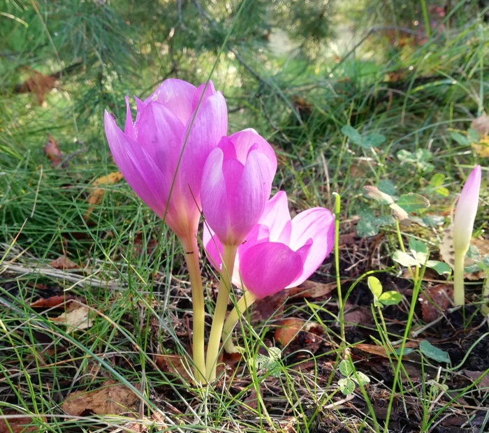 Осенний крокус