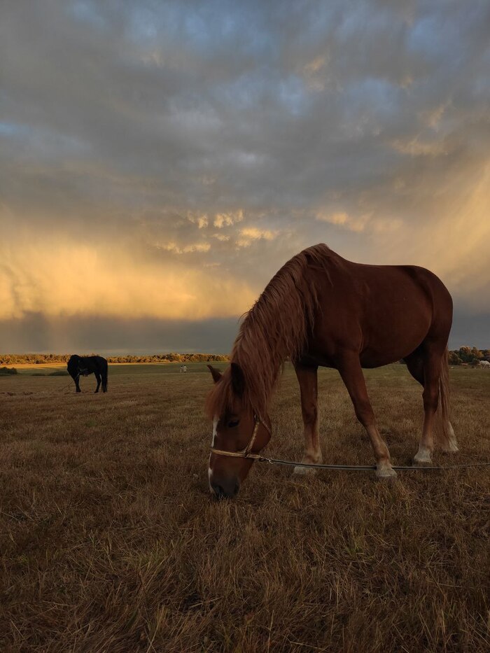 Бородинский вечер