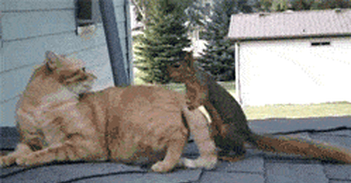 Кот ебет девушку