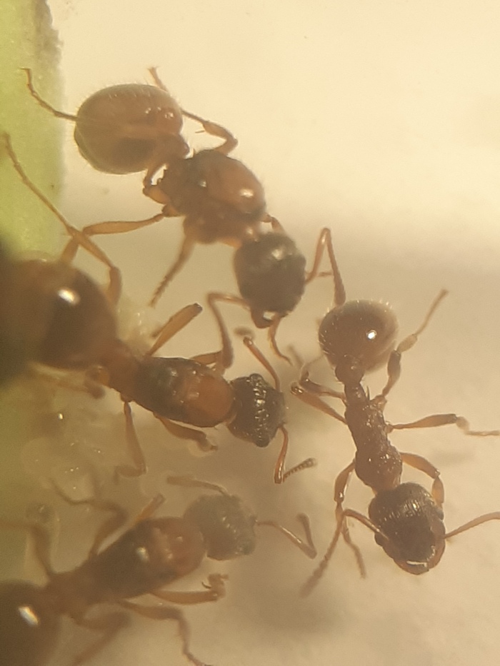    Myrmica sp