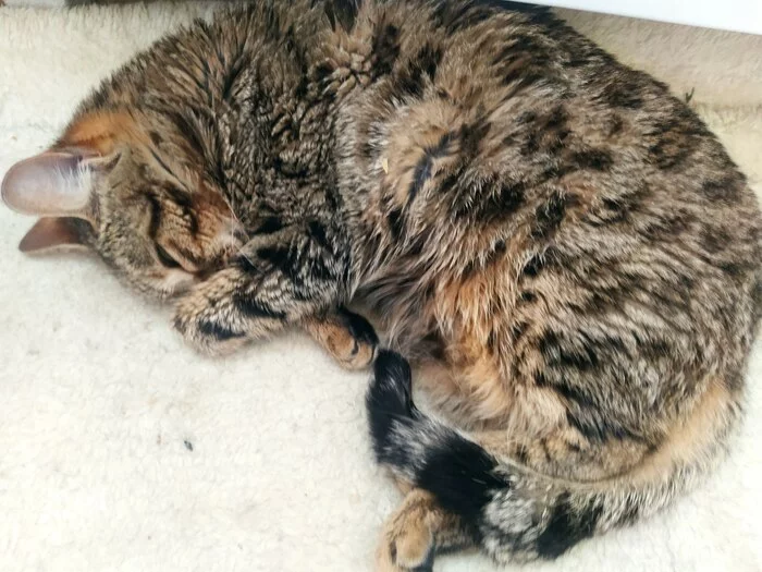 ветеринар с кошкой. ветеринар с кошкой. как мстят коты хозяевам. бить котов. Pet beating.