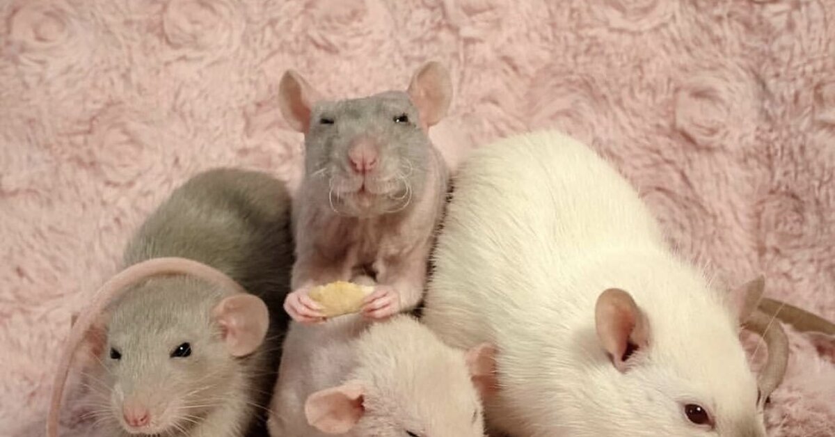Пять мышей