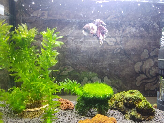 Вылечили аквариум (рыбка петушок)