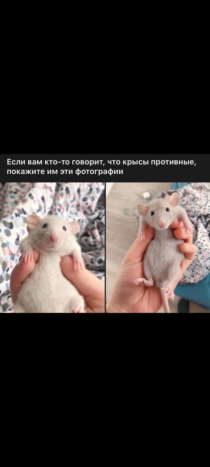 Крыски милашки