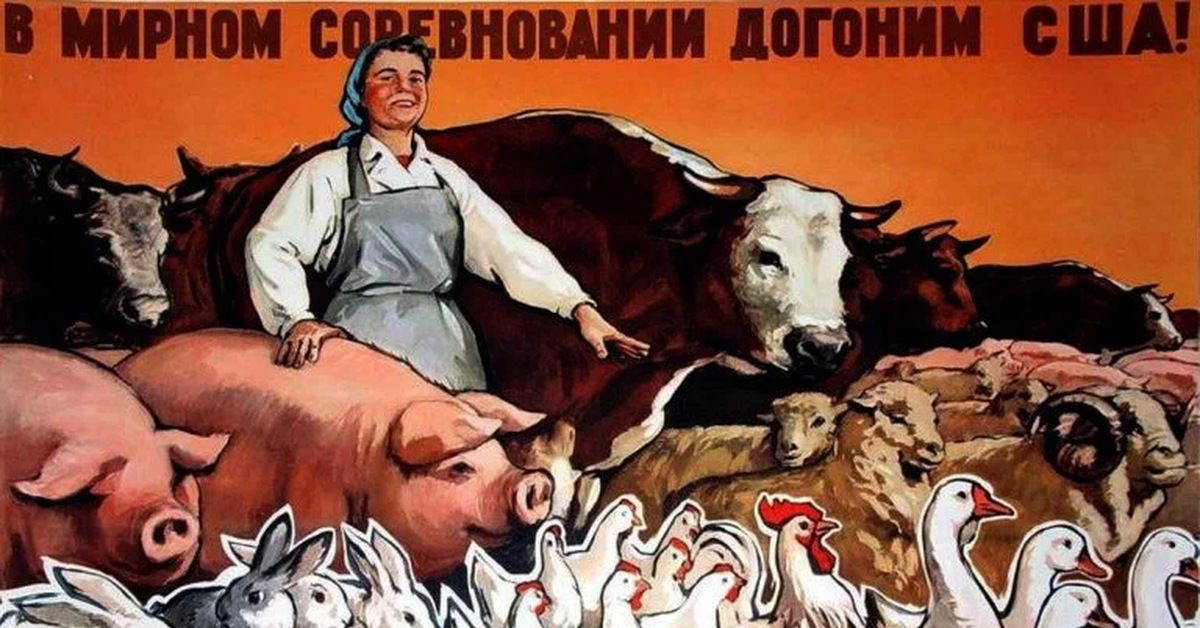 Догнать и перегнать хрущев. Лозунги сельского хозяйства. Плакат сельское хозяйство животноводство. Догнать и перегнать Америку плакат. Сталинская корова.