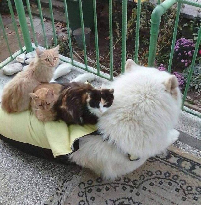   , , 