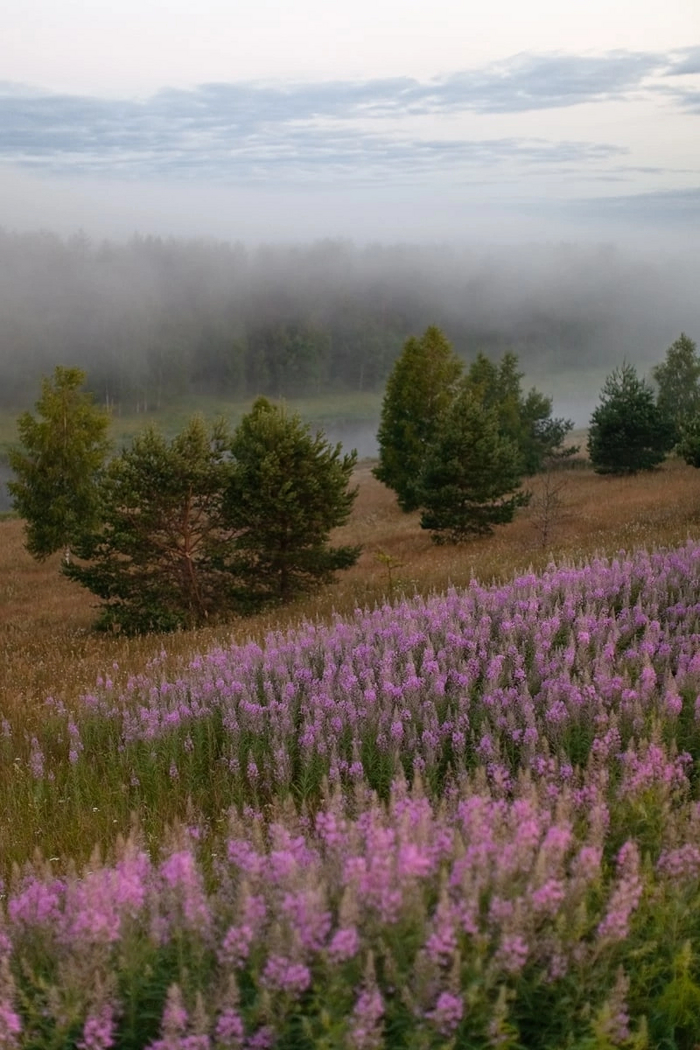 Тверская область