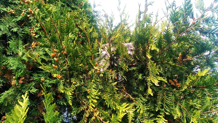 Спрятались