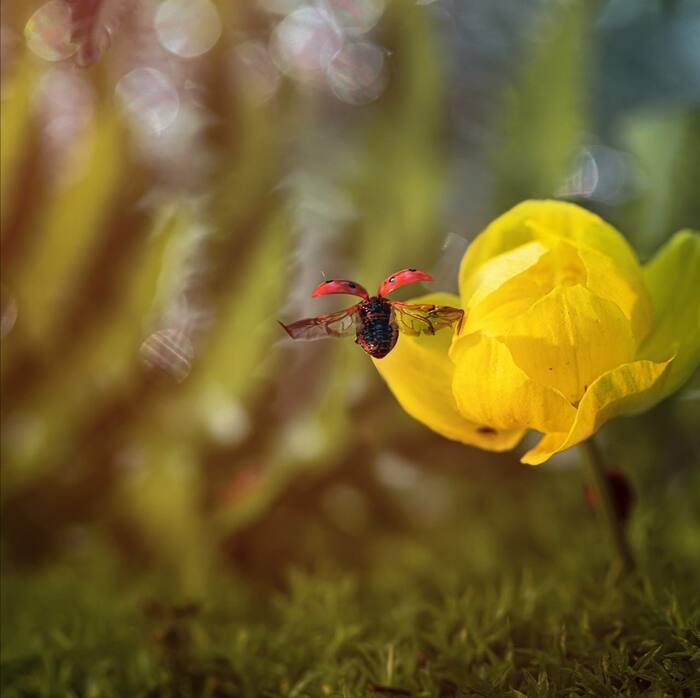 Улетела, но обещала вернуться | Пикабу