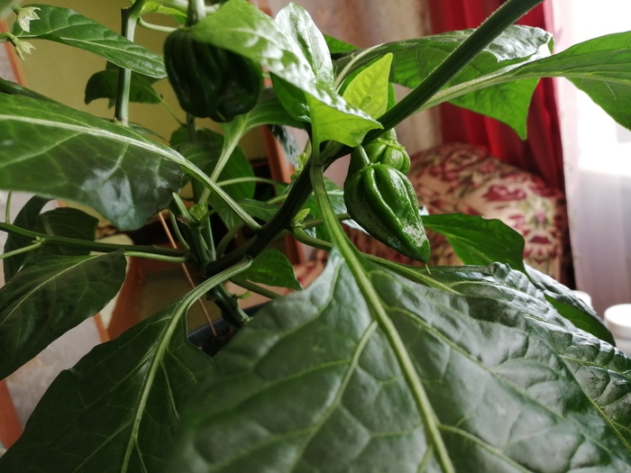 Поспевают помаленьку