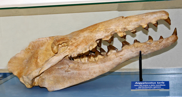 Египтоцет: Предок китов, что был похож на гигантского тюленя. Переходная стадия от сухопутного животного к морскому Вымершие виды, Палеонтология, Книга животных, Яндекс Дзен, Длиннопост