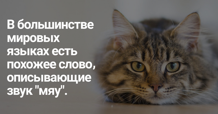 5 фактов о котах Длиннопост, Факты, Кот