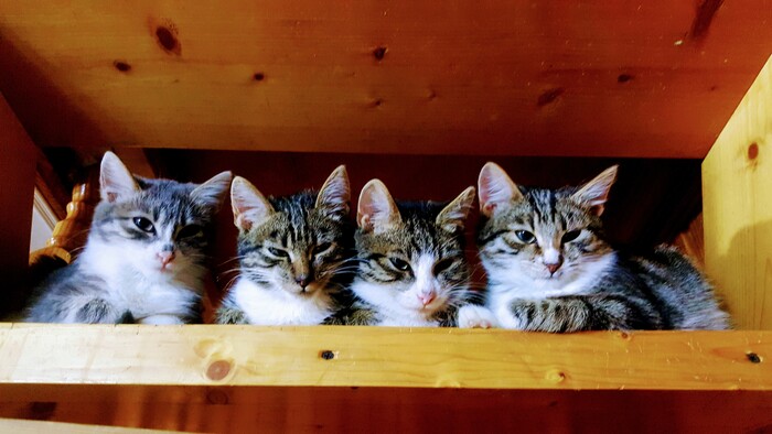 Дело было вечером. Делать было нечего