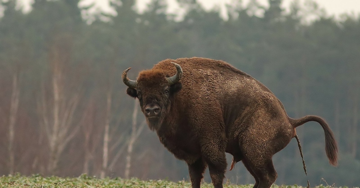 Самое крупное животное лесов. ЗУБР Бизон зубробизон. ЗУБР Bison bonasus. Бизоны зубры Буйволы. Беловежская пуща Буйволы.