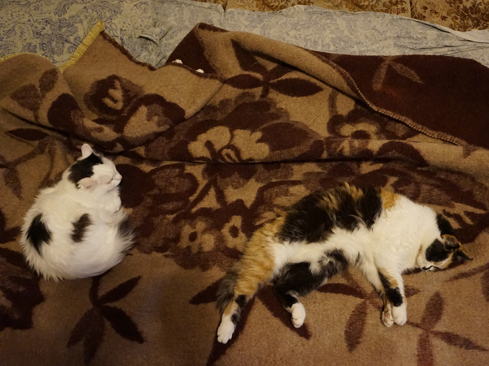 Сколько кошек на фотографии?